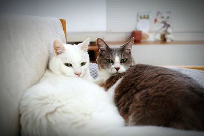Portrait of cats relaxing at home