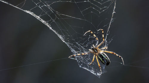 Close-up of spider on web