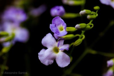 Close-up of purple flowering plant