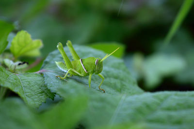 Close-up of insect on leaf