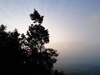 Low angle view of silhouette tree against sky during sunset