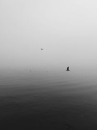 Silhouette birds flying over sea against clear sky