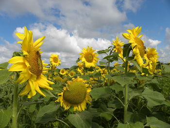 Close-up of yellow flowering plant on field