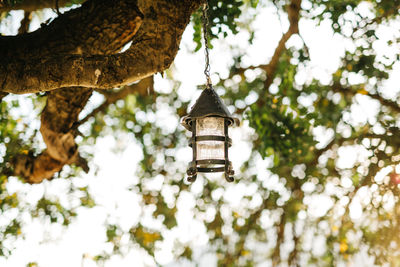 Low angle view of electric lamp hanging on tree