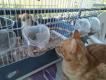 Close-up of cat in cage