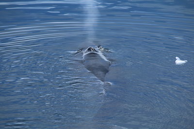 High angle view of duck swimming in sea