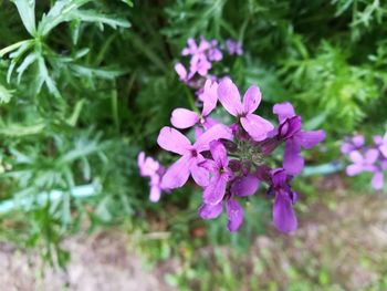 Close-up of pink flowering plant