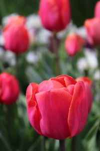 Close-up of red tulip