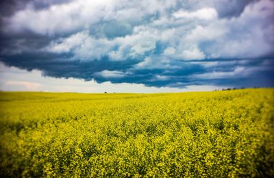 Scenic view of oilseed rape field against cloudy sky