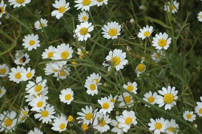 Close-up of white daisy flowers