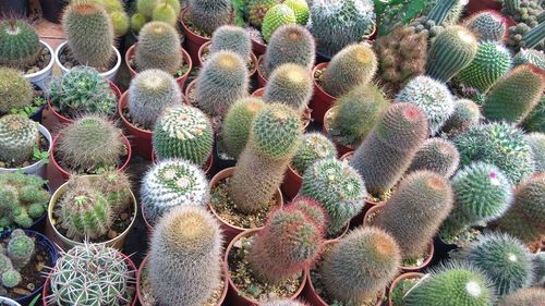High angle view of succulent plant on field