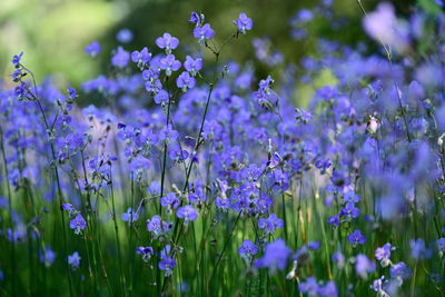 Close-up of purple flowering plants on field