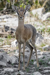 A male damara dik-dik in etosha, a national park of namibia