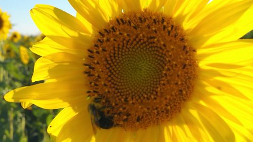 Close-up of fresh sunflower blooming outdoors