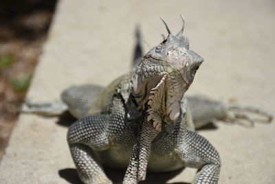 Close-up of lizard on land