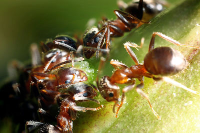 Close-up of ant on leaf