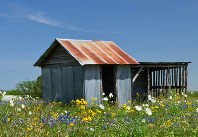 Shed in wildflowers