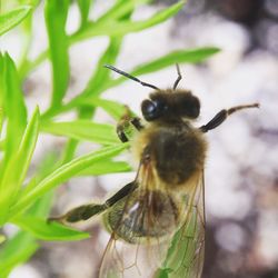 Close-up of bee on flower