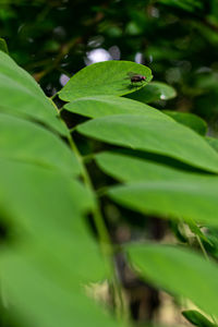 Close-up of fresh green leaves