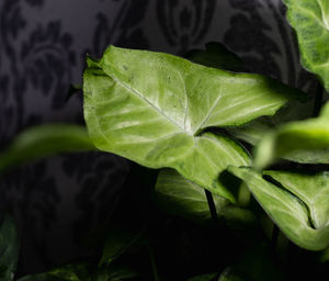 Close-up of fresh green leaves