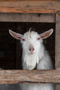 A white goat of the zaanen breed on a dark background in a wooden frame. 