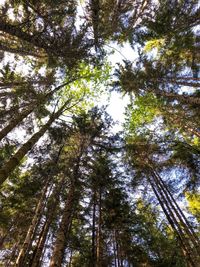 Low angle view of trees in forest