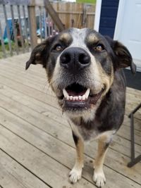 Portrait of dog standing on wood