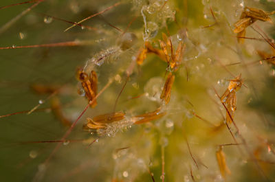 Close-up of wet spider web on plant