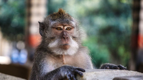 Close-up of monkey sitting looking away outdoors