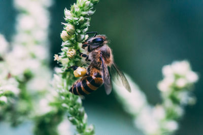 Close-up of bee pollinating on flower