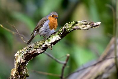 Close-up of bird perching on tree
