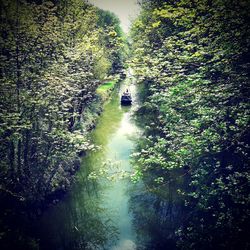 Scenic view of river amidst trees in forest