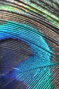 Full frame shot of peacock feather