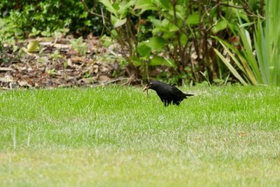 Side view of a bird on field