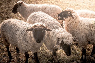 Sheep in a field