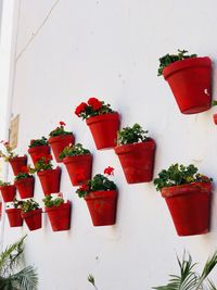 Close-up of potted plant against white wall