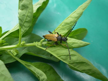 Close-up of insect on plant