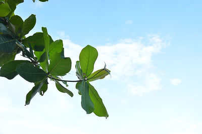 Low angle view of leaves against sky