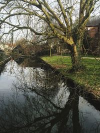 Reflection of bare trees in water