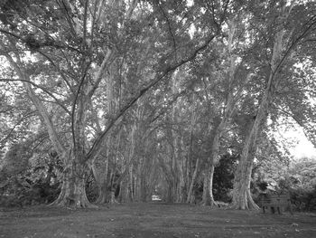 Trees in forest