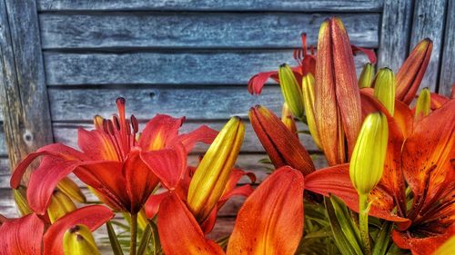 Close-up of red flowering plant