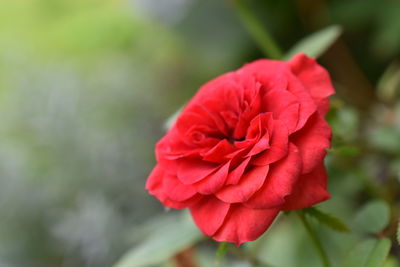 Close-up of red rose blooming outdoors