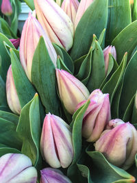 Close-up of pink flower