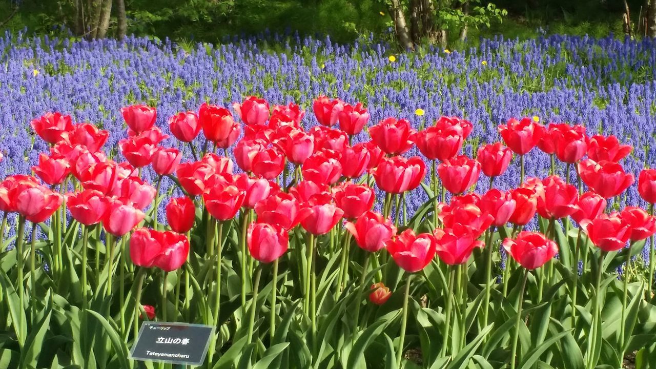 flower, red, growth, freshness, tulip, field, beauty in nature, fragility, plant, abundance, petal, nature, blooming, multi colored, flower head, poppy, grass, flowerbed, outdoors, day