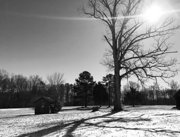 Trees on field against sky during winter