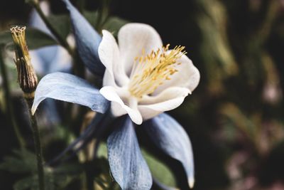 Close-up of white flowering plant