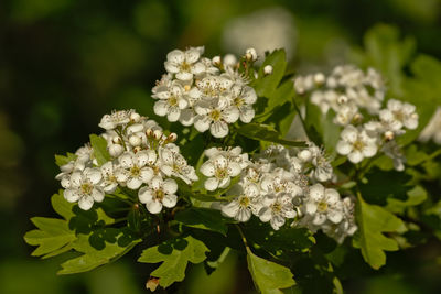 Close-up of white flowering plant