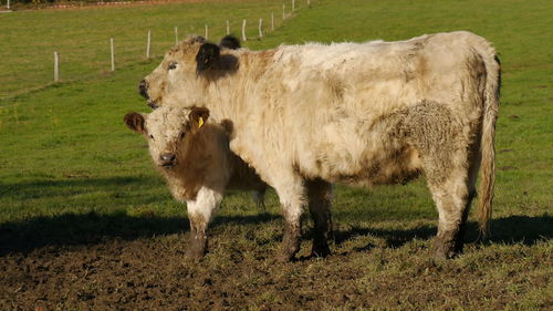 Mother and child of galloways