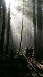 Rear view of hikers in forest