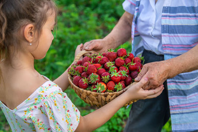 Hands of farmer giving basket of strawberries to girl
